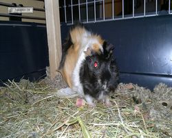 Meerschweinchen - nagerbu.de - Bella