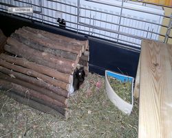 Meerschweinchen - nagerbu.de - Bella