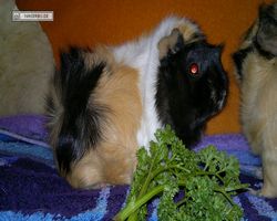 Meerschweinchen - nagerbu.de - Bella