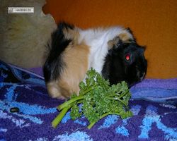Meerschweinchen - nagerbu.de - Bella