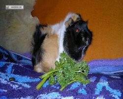 Meerschweinchen - nagerbu.de - Bella