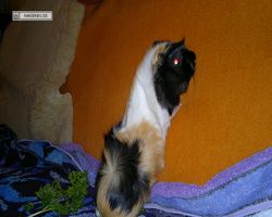 Meerschweinchen - nagerbu.de - Bella