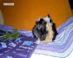 Meerschweinchen - nagerbu.de - Bella