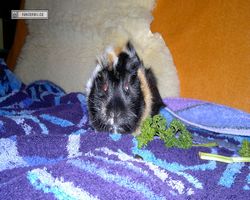 Meerschweinchen - nagerbu.de - Bella