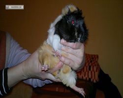Meerschweinchen - nagerbu.de - Bella