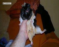 Meerschweinchen - nagerbu.de - Bella