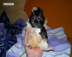 Meerschweinchen - nagerbu.de - Bella