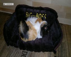 Meerschweinchen - nagerbu.de - Bella