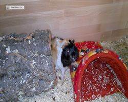 Meerschweinchen - nagerbu.de - Bella