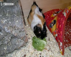 Meerschweinchen - nagerbu.de - Bella