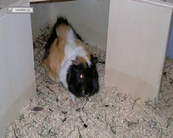 Meerschweinchen - nagerbu.de - Bella