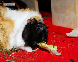 Meerschweinchen - nagerbu.de - Bella