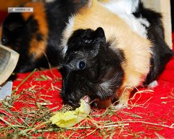 Meerschweinchen - nagerbu.de - Bella