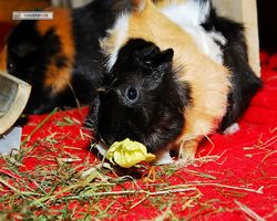 Meerschweinchen - nagerbu.de - Bella