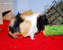 Meerschweinchen - nagerbu.de - Bella