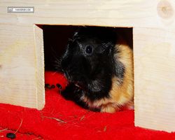 Meerschweinchen - nagerbu.de - Bella