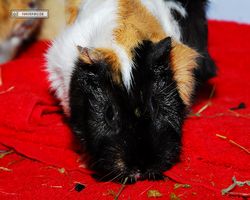 Meerschweinchen - nagerbu.de - Bella