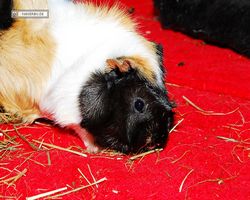 Meerschweinchen - nagerbu.de - Bella