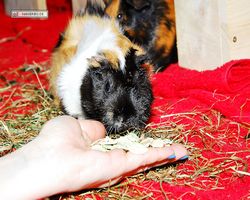 Meerschweinchen - nagerbu.de - Bella