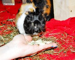 Meerschweinchen - nagerbu.de - Bella
