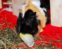 Meerschweinchen - nagerbu.de - Bella