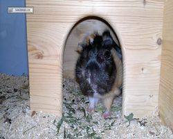 Meerschweinchen - nagerbu.de - Bella