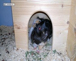 Meerschweinchen - nagerbu.de - Bella