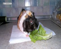 Meerschweinchen - nagerbu.de - Bella