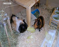 Meerschweinchen - nagerbu.de - Bella & Flecki