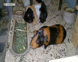 Meerschweinchen - nagerbu.de - Bella & Flecki