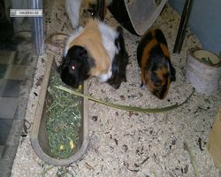 Meerschweinchen - nagerbu.de - Bella & Flecki