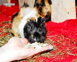 Meerschweinchen - nagerbu.de - Bella & Flecki