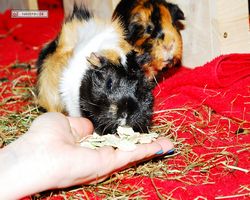 Meerschweinchen - nagerbu.de - Bella & Flecki