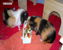 Meerschweinchen - nagerbu.de - Bella & Flecki