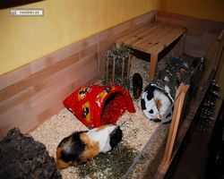 Meerschweinchen - nagerbu.de - Bella, Flecki &  Struppi