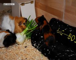 Meerschweinchen - nagerbu.de - Bella, Flecki &  Struppi