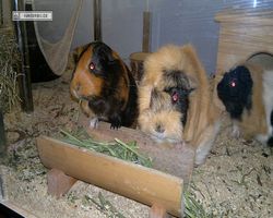 Meerschweinchen - nagerbu.de - Bella, Flecki &  Struppi