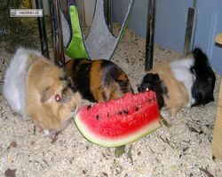 Meerschweinchen - nagerbu.de - Bella, Flecki &  Struppi