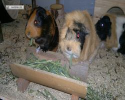 Meerschweinchen - nagerbu.de - Bella, Flecki &  Struppi