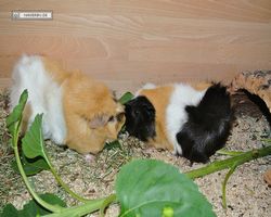 Meerschweinchen - nagerbu.de - Bella & Struppi