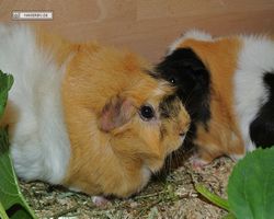 Meerschweinchen - nagerbu.de - Bella & Struppi
