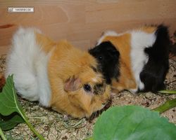 Meerschweinchen - nagerbu.de - Bella & Struppi