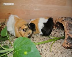 Meerschweinchen - nagerbu.de - Bella & Struppi