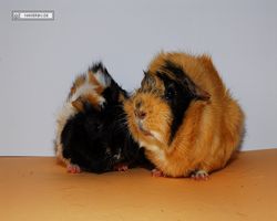 Meerschweinchen - nagerbu.de - Bella & Struppi
