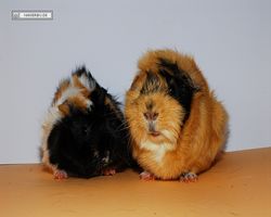 Meerschweinchen - nagerbu.de - Bella & Struppi