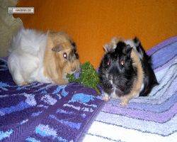 Meerschweinchen - nagerbu.de - Bella & Struppi