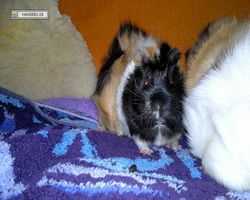 Meerschweinchen - nagerbu.de - Bella & Struppi