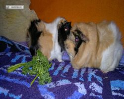 Meerschweinchen - nagerbu.de - Bella & Struppi