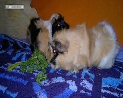 Meerschweinchen - nagerbu.de - Bella & Struppi