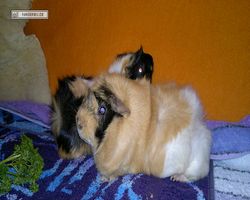 Meerschweinchen - nagerbu.de - Bella & Struppi